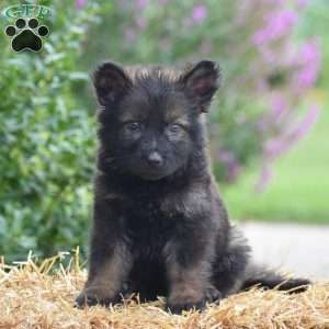 Everly, German Shepherd Puppy