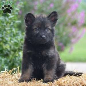 Everly, German Shepherd Puppy