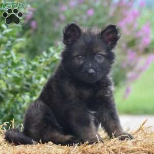 Everly, German Shepherd Puppy