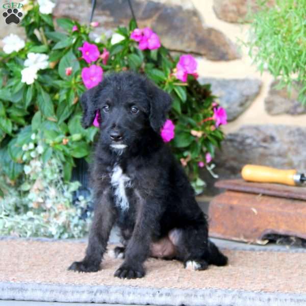 Express, Miniature Poodle Mix Puppy