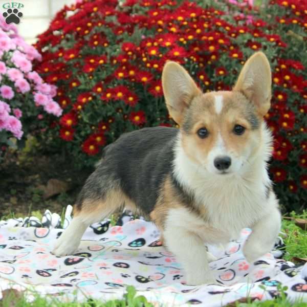 Ezra, Pembroke Welsh Corgi Puppy