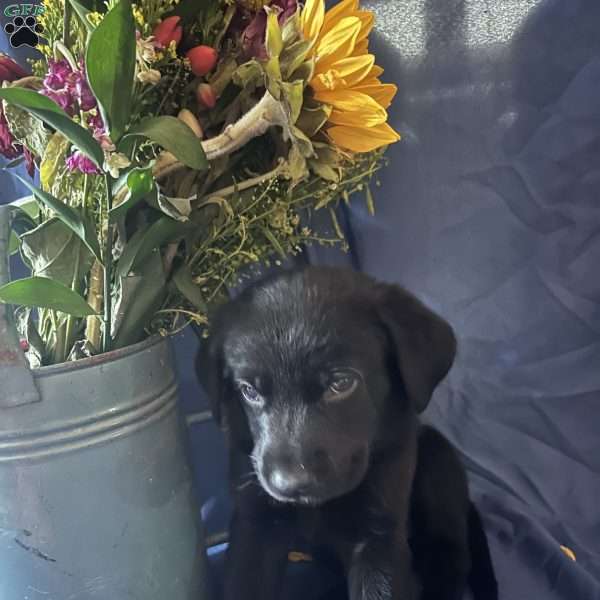 Green, German Shepherd Mix Puppy