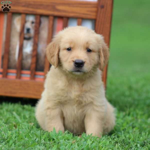 Sommer, Golden Retriever Puppy