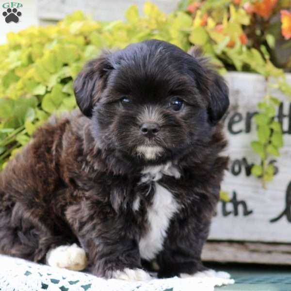 Eddy, Shih-Poo Puppy