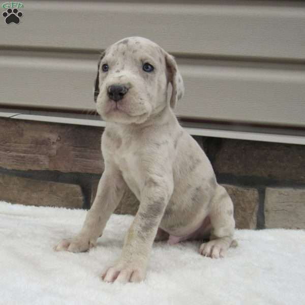 Bentley, Great Dane Puppy