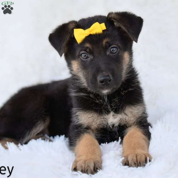 Whiskey, German Shepherd Puppy