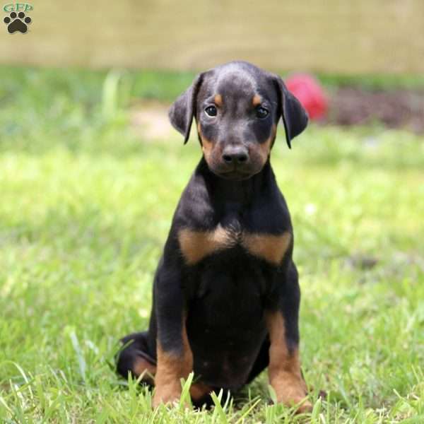 Ethan, Doberman Pinscher Puppy