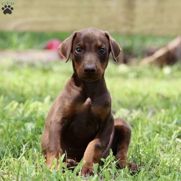 Copy of Ember, Doberman Pinscher Puppy