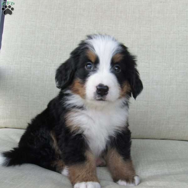 Riley, Bernese Mountain Dog Puppy