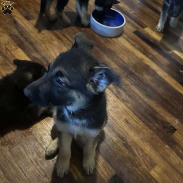 Brown, German Shepherd Puppy