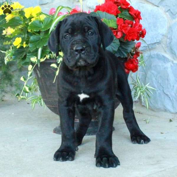 Fabian, Cane Corso Puppy