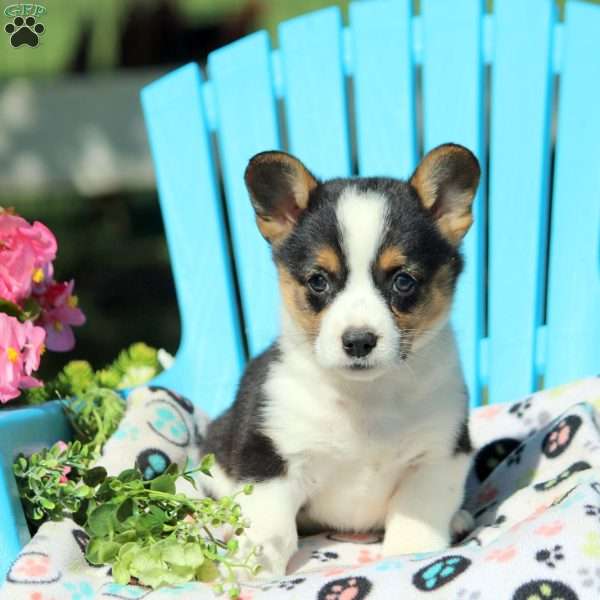 Faith, Pembroke Welsh Corgi Puppy