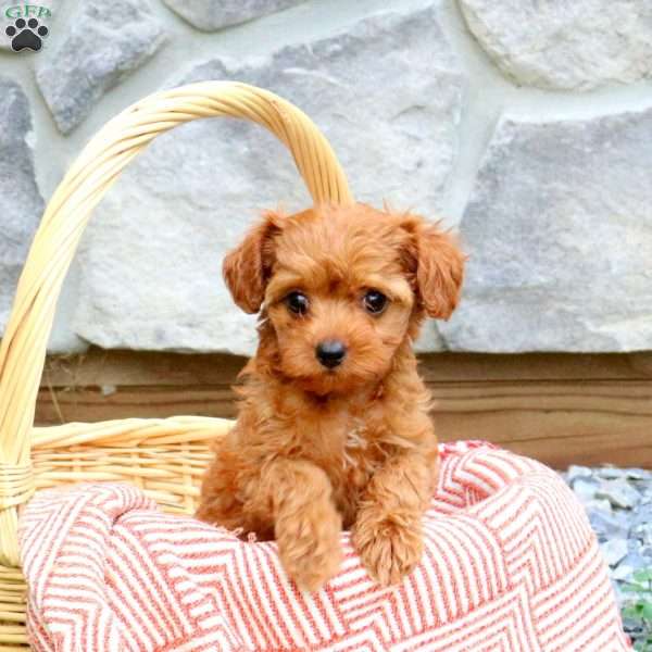 Faith, Cavapoo Puppy