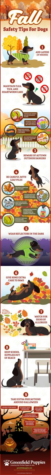 Fall Safety Tips For Dogs - Infographic From Greenfield Puppies