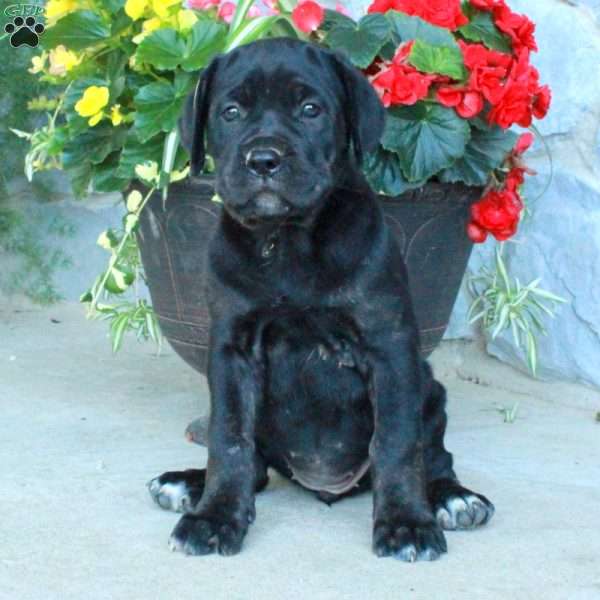 Fallon, Cane Corso Puppy