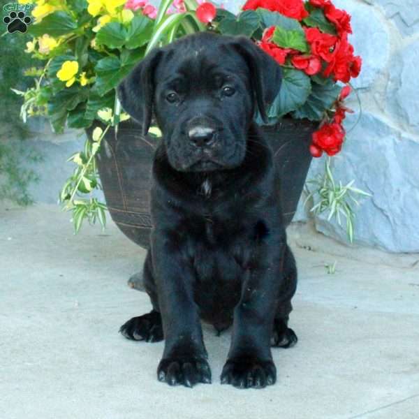 Fancy, Cane Corso Puppy