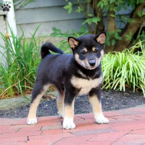 Fancy, Shiba Inu Puppy