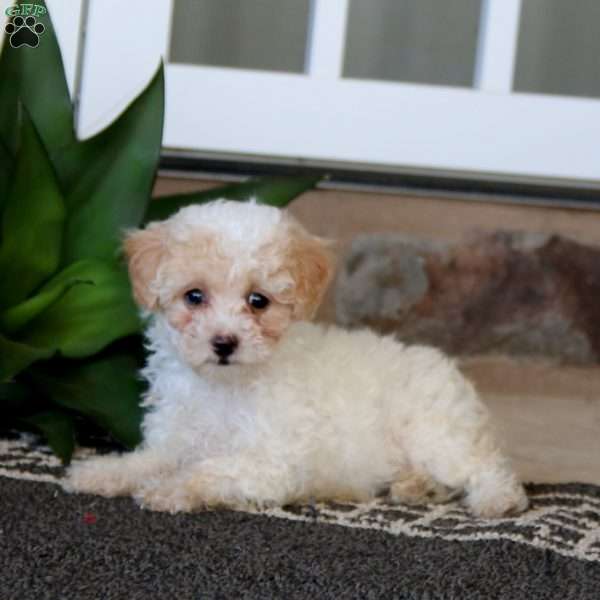 Fancy, Toy Poodle Puppy