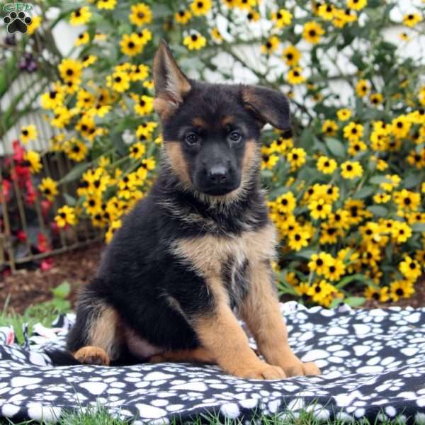 Farah, German Shepherd Puppy