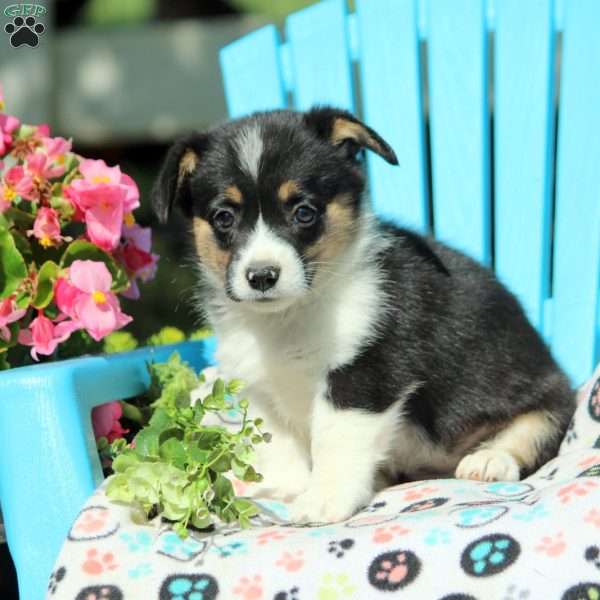 Farah, Pembroke Welsh Corgi Puppy