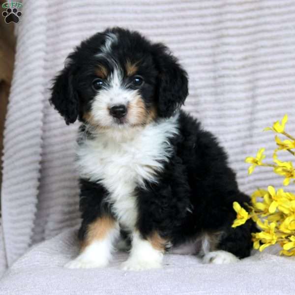 Farah, Mini Aussiedoodle Puppy