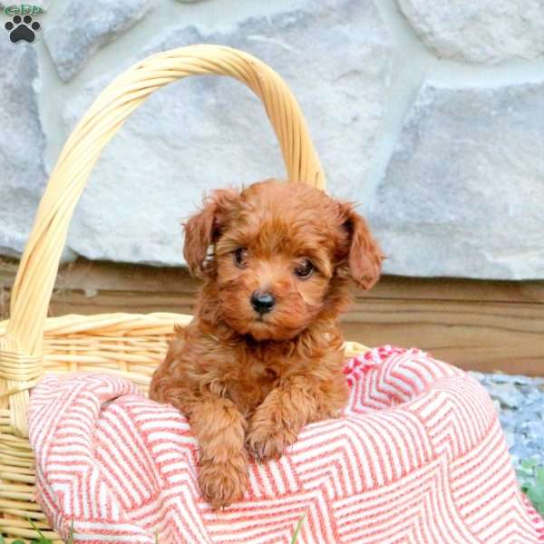 Farris, Cavapoo Puppy