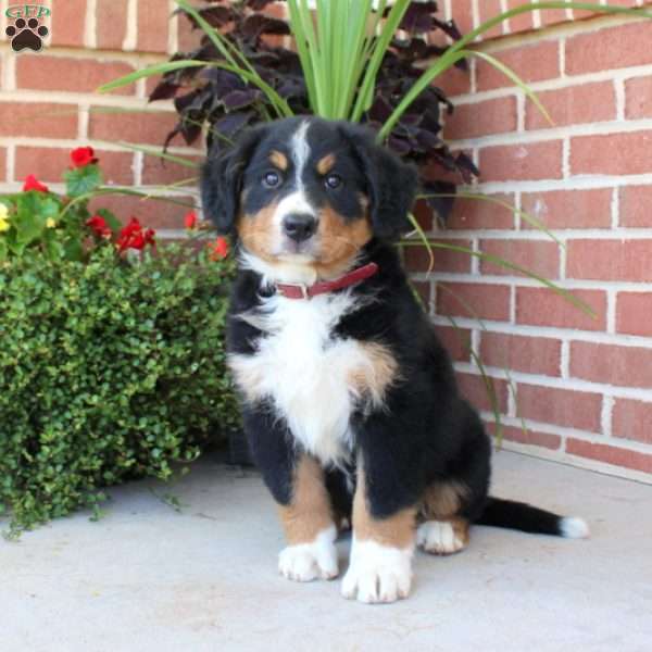 Faye, Bernese Mountain Dog Puppy