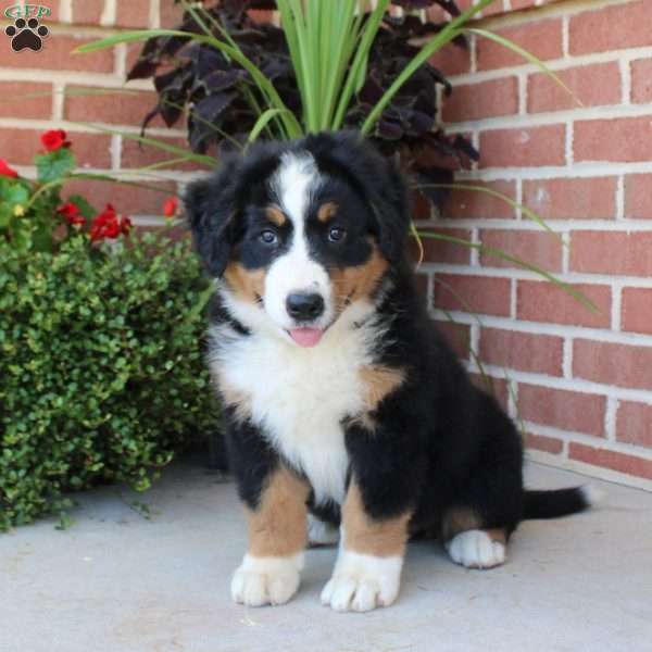 Felicity, Bernese Mountain Dog Puppy