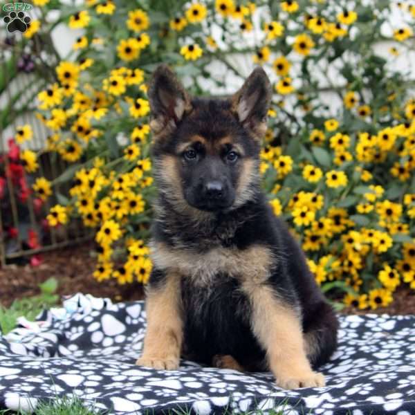 Felix, German Shepherd Puppy