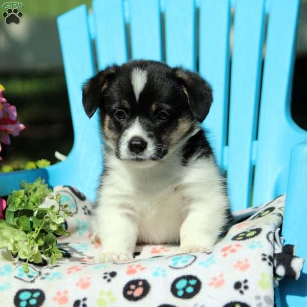 Felix, Pembroke Welsh Corgi Puppy