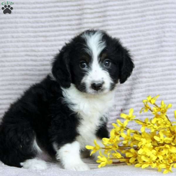 Felix, Mini Aussiedoodle Puppy