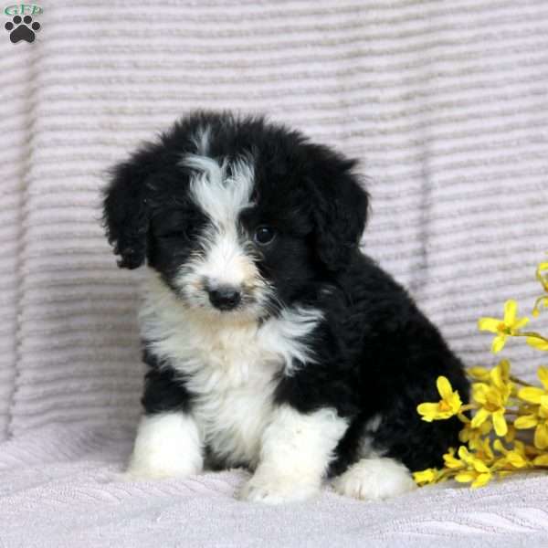 Fred, Mini Aussiedoodle Puppy