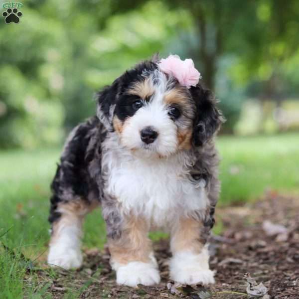 Fern, Bernedoodle Puppy