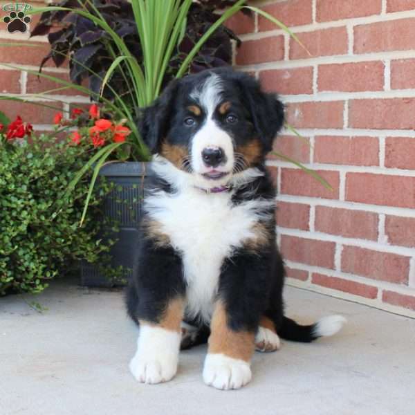 Fern, Bernese Mountain Dog Puppy