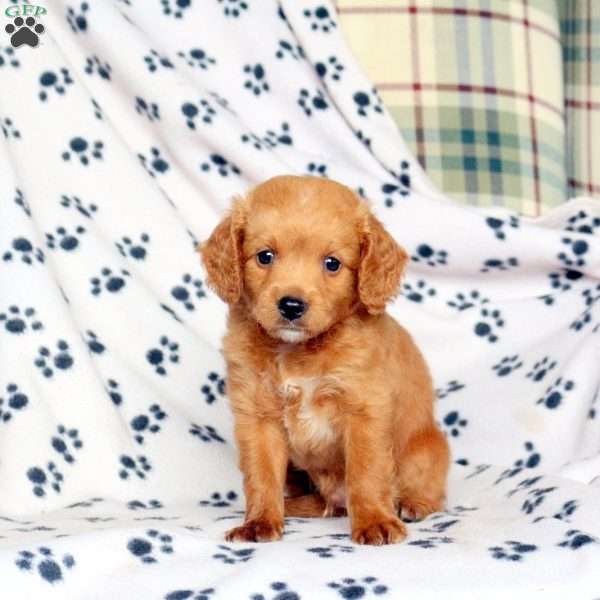 Fido, Mini Goldendoodle Puppy