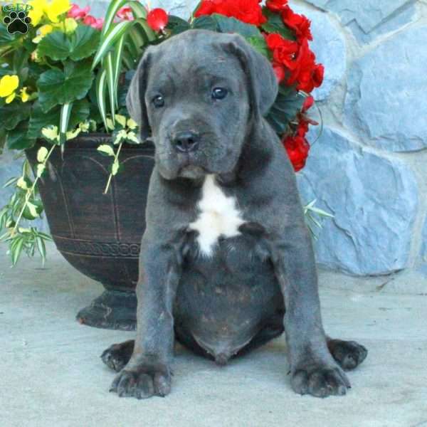 Finch, Cane Corso Puppy