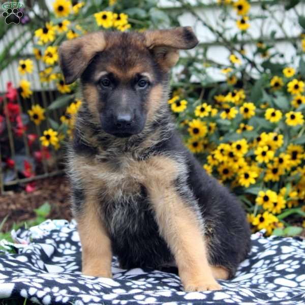 Finn, German Shepherd Puppy