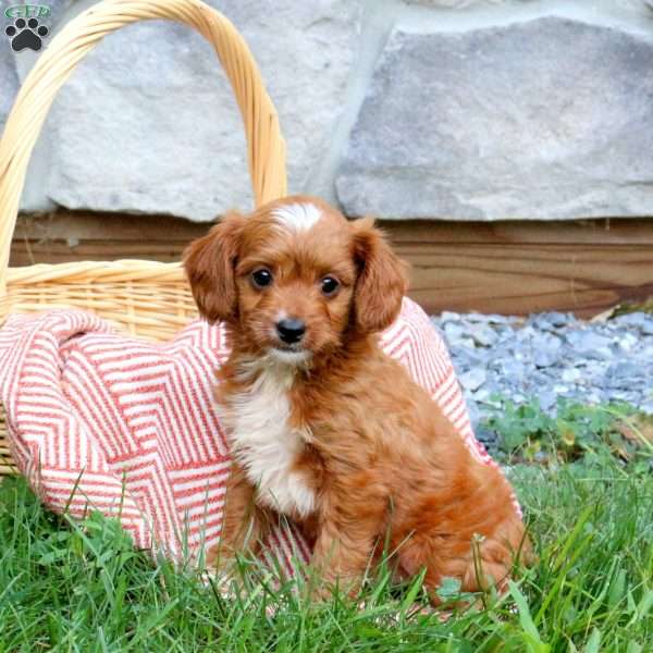 Finn, Cavapoo Puppy