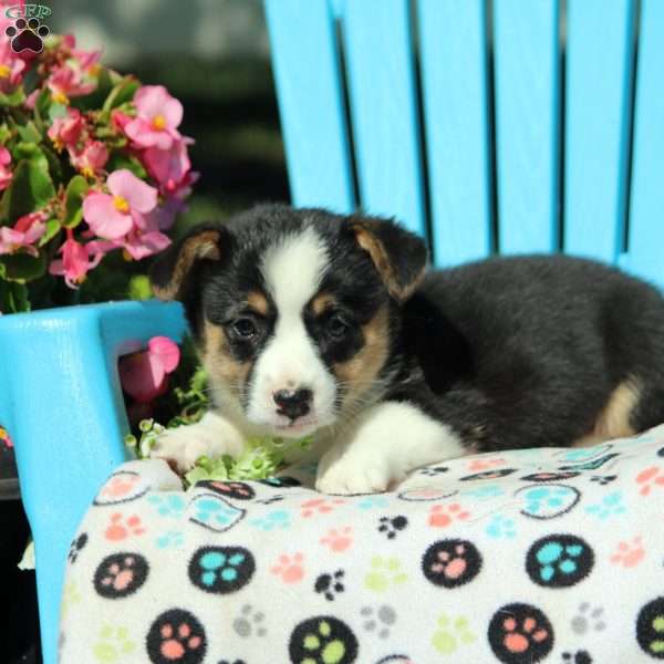 Finn, Pembroke Welsh Corgi Puppy