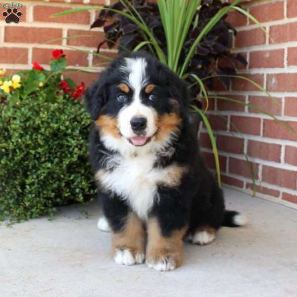 Finn, Bernese Mountain Dog Puppy