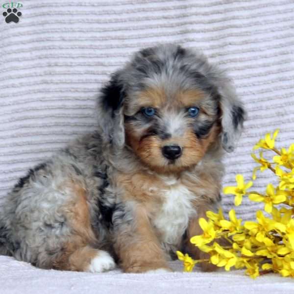 Finn, Mini Aussiedoodle Puppy