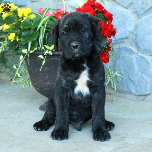 Finneas, Cane Corso Puppy