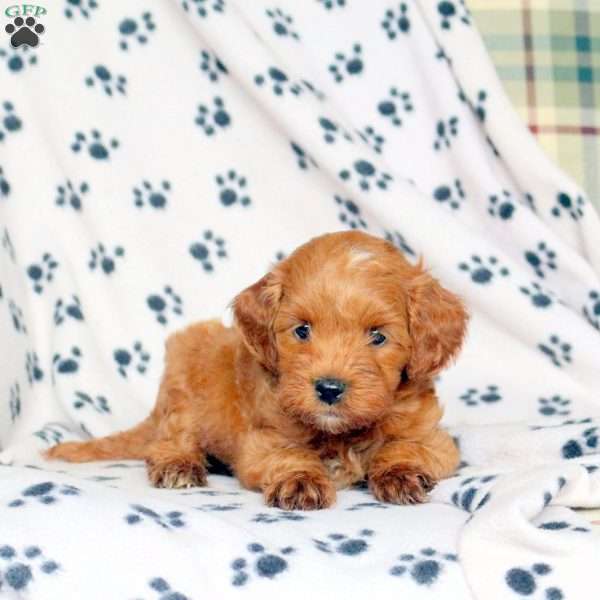 Fiona, Mini Goldendoodle Puppy