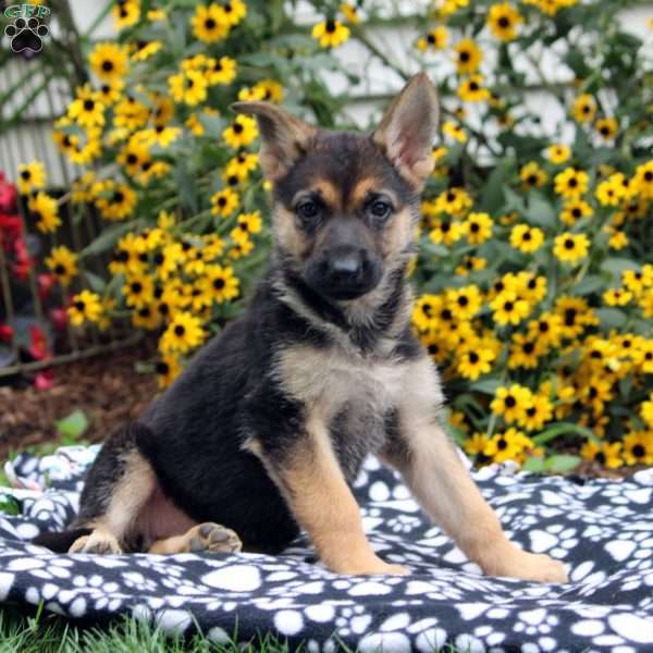 Fiona, German Shepherd Puppy