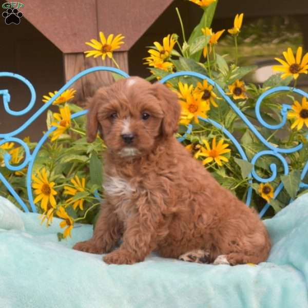 Fiona, Cavapoo Puppy