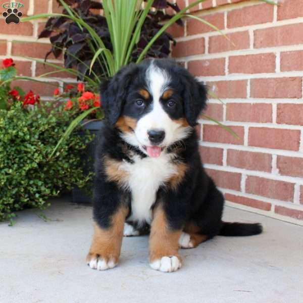 Fiona, Bernese Mountain Dog Puppy