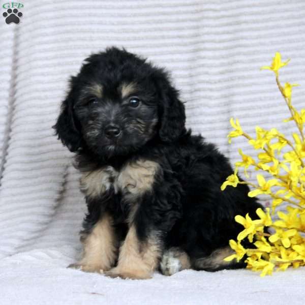 Fiona, Mini Aussiedoodle Puppy