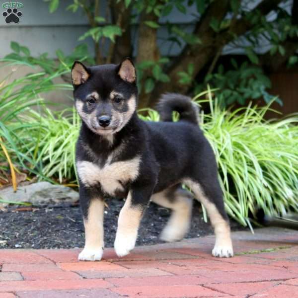 Flash, Shiba Inu Puppy