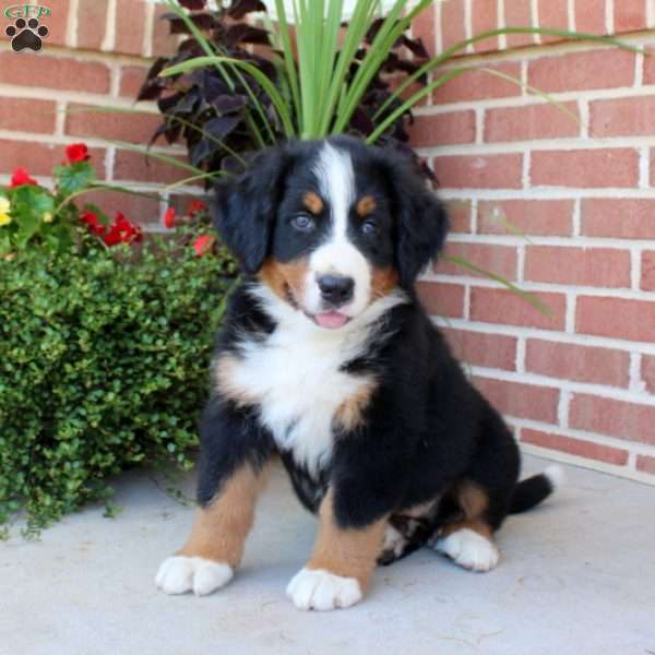 Flashy, Bernese Mountain Dog Puppy