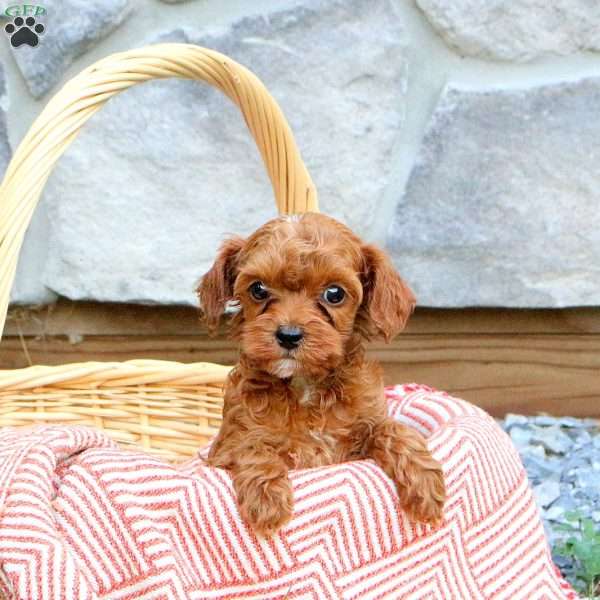 Fletcher, Cavapoo Puppy